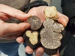 La trufa y el wagyu: ingredientes de lujo en la alta cocina